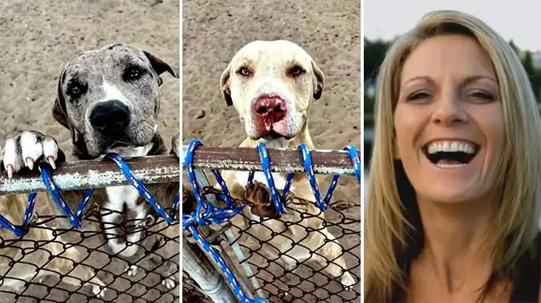 Kvinna dödades i hundattack – grannarnas hundar hade rymt flera gånger tidigare