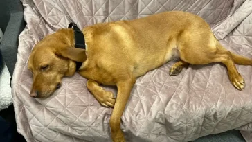 Polisens hund Astrid ska hjälpa utsatta barn att känna sig tryggare