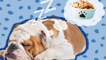 Forskaren: Det här drömmer hundar troligen om när de sover