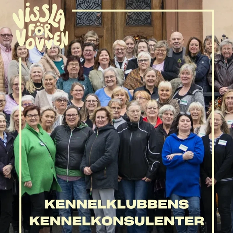 Här är de nominerade till Hundstallets pris – hyllas för sitt arbete för Sveriges hundar