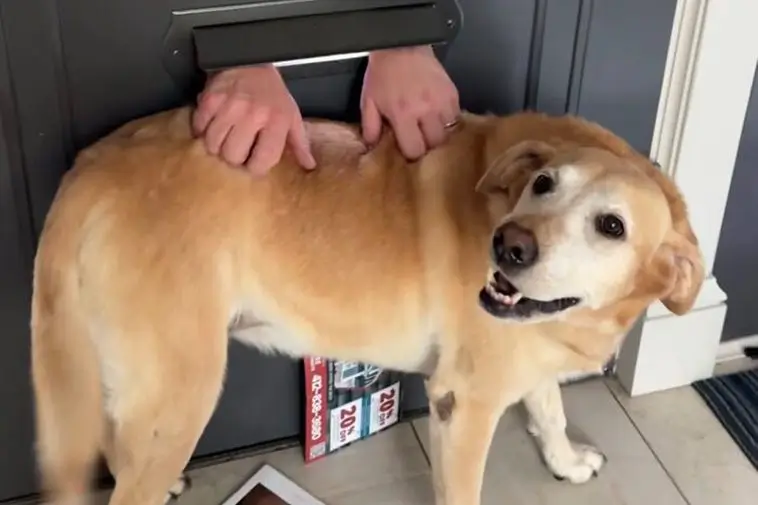 Brevbärarens dagliga hälsning till Labradoren får hela internet att smälta