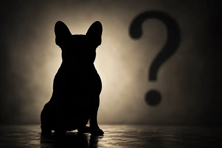 Fyra veterinärer om hundrasen de aldrig skulle äga – tre gav samma svar