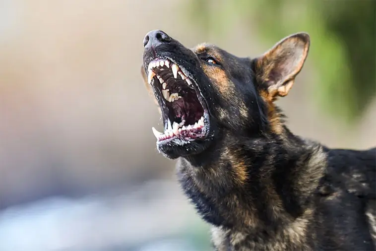 Granne anmäler skällande hund – uppges störa nattsömnen i flera år