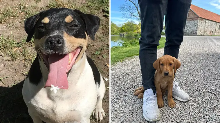 Familjens hund dödades i trädgården – attackerades av lösa hundar