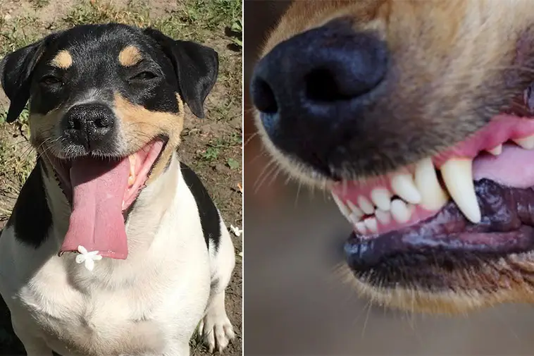 Familjens hund dödades i trädgården – attackerades av lösa hundar
