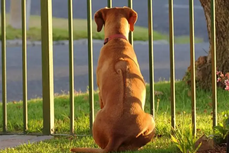 Hund bedömdes som samhällsfara – ägaren slog själv larm