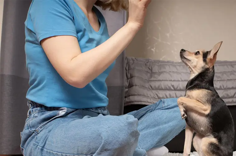 Ny studie: Hundägares träningsmetoder speglar deras syn på hundar