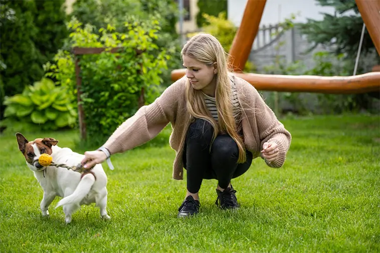 Ny studie: Hundägares träningsmetoder speglar deras syn på hundar