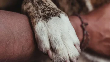 Därför lägger hunden tassen på dig när du klappar den
