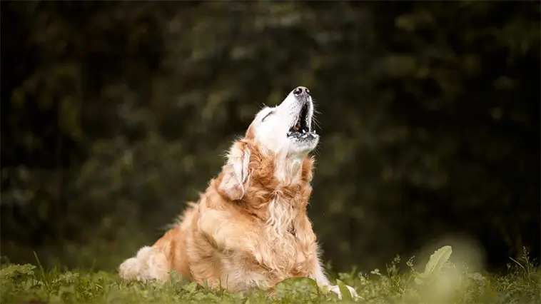 Kan en hund skälla sig trött? Här är svaret