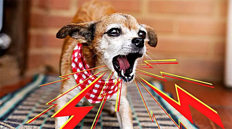 Kan en hund skälla sig trött? Här är svaret