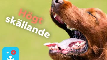 Kan en hund skälla sig trött? Här är svaret
