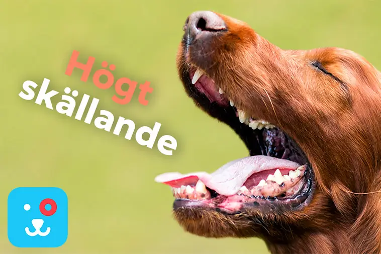 Kan en hund skälla sig trött? Här är svaret