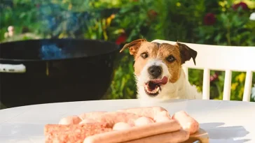 Veterinärer varnar: Vanlig grillfavorit kan vara olämplig för hundar