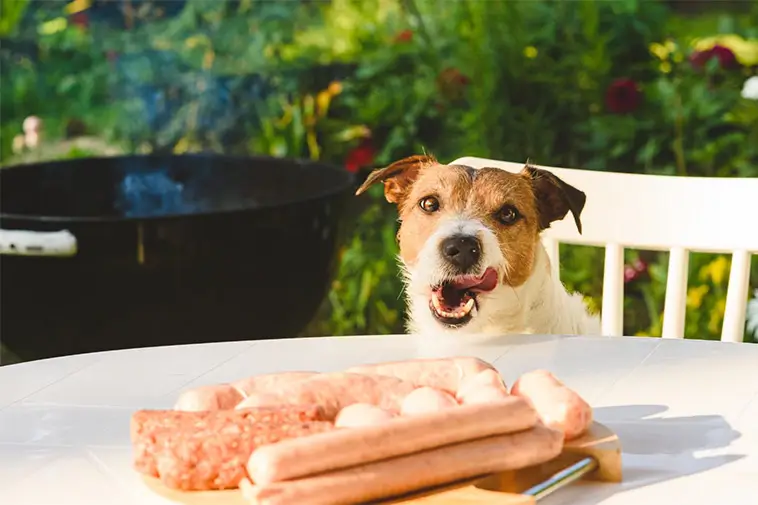 Veterinärer varnar: Vanlig grillfavorit kan vara olämplig för hundar