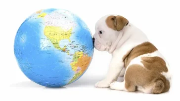 Här är länderna där hundägare möter världens hårdaste regler