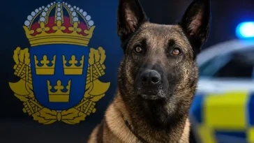 Polisen berättar: Så skadades polishunden Ymer