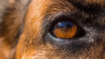 Ren dog efter hundjakt – nu måste hundägaren ha sin hund kopplad