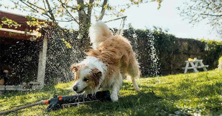 Så skyddar du din hund i värmen – viktiga råd vid extremhetta