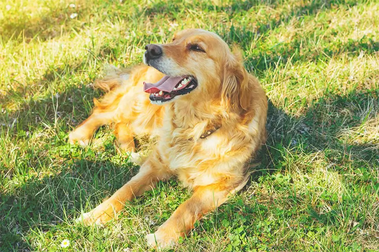 Så skyddar du din hund i värmen – viktiga råd vid extremhetta