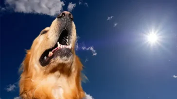 Så skyddar du din hund i värmen – viktiga råd vid extremhetta