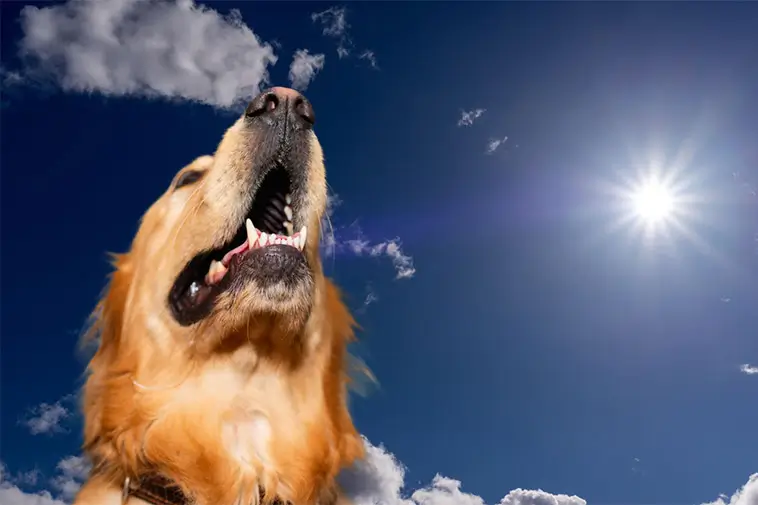 Så skyddar du din hund i värmen – viktiga råd vid extremhetta