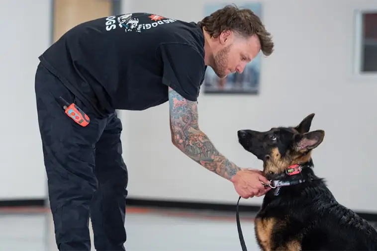 Hundtränaren: Här är de tre svåraste hundraserna att träna