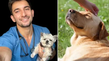 Veterinären: Tre saker jag önskar att alla hundägare visste