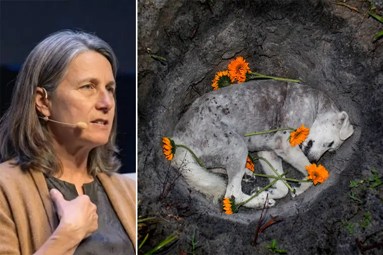 Veterinär avslöjar vad hundar tros tänka innan de dör