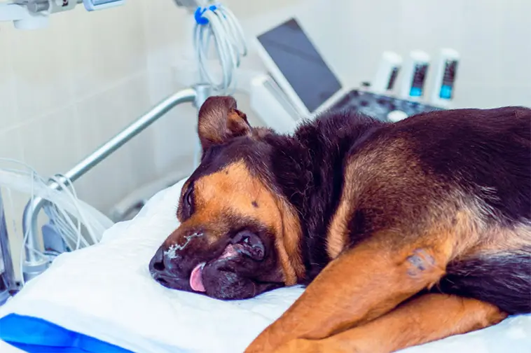 Veterinärklinik anmäls efter tandvård – hund fick lunginflammation