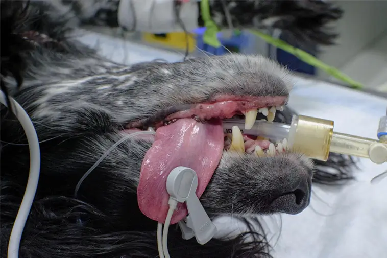 Veterinärklinik anmäls efter tandvård – hund fick lunginflammation