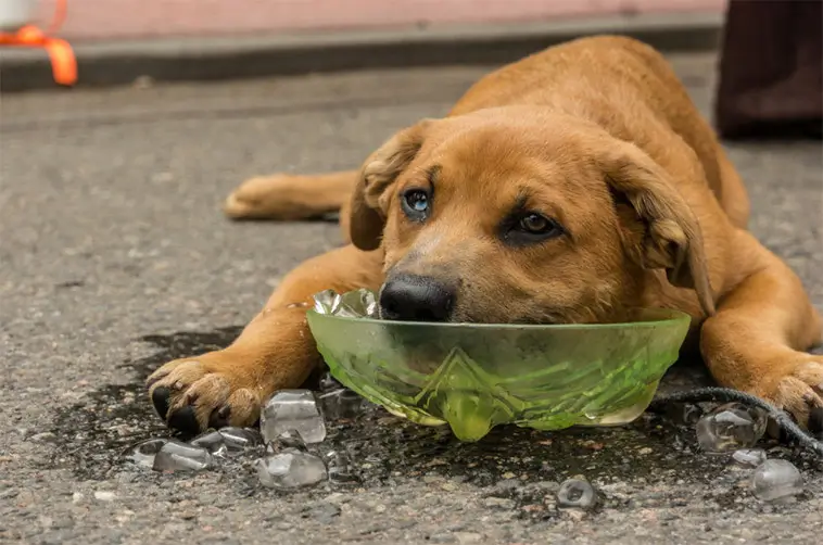 Veterinären varnar: 10 sommarfaror som kan hota din hund