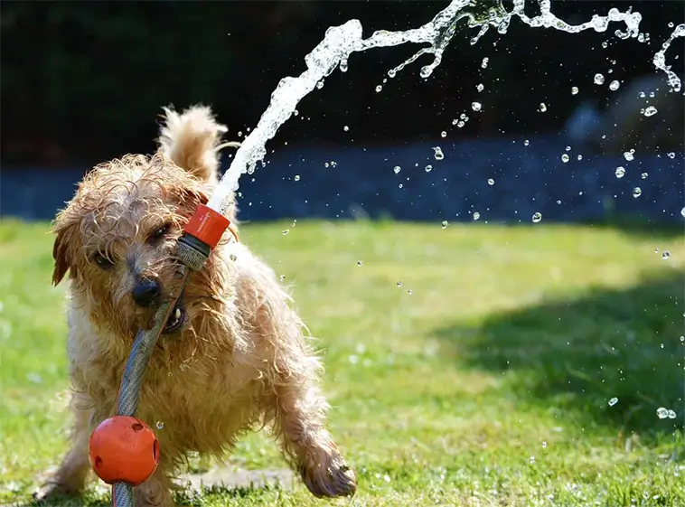 Veterinären varnar: 10 sommarfaror som kan hota din hund