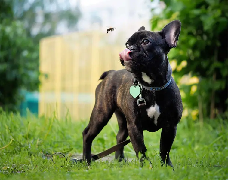 Veterinären varnar: 10 sommarfaror som kan hota din hund