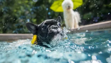 Veterinären varnar: 10 sommarfaror som kan hota din hund