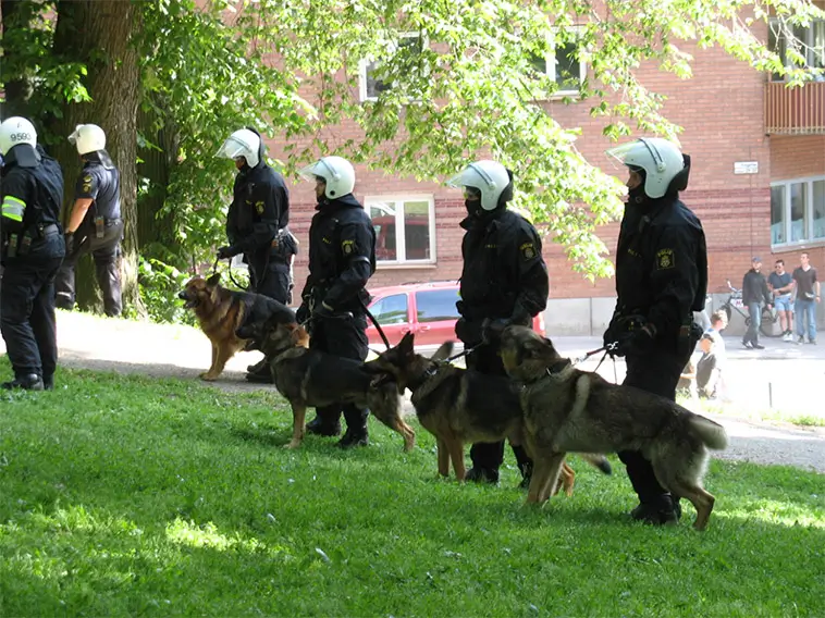 Polishundar: 15 raser som används världen över