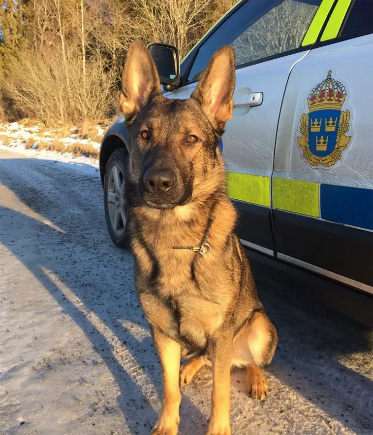 Polishundar: 15 raser som används världen över