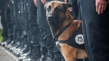 Polishundar: 15 raser som används världen över