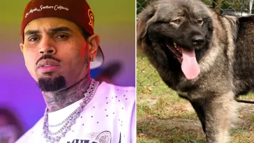 Chris Brown döms efter hundattack – städerska får 126 miljoner