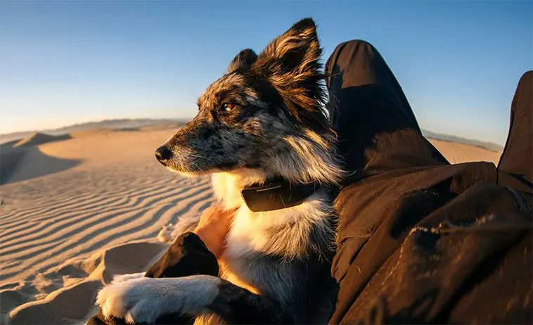 Nytt hundhalsband gör det möjligt att spåra hunden från rymden