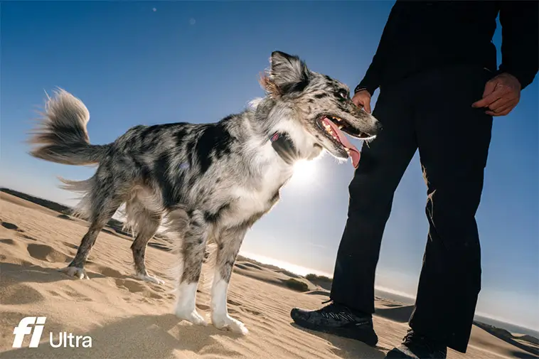 Nytt hundhalsband gör det möjligt att spåra hunden från rymden