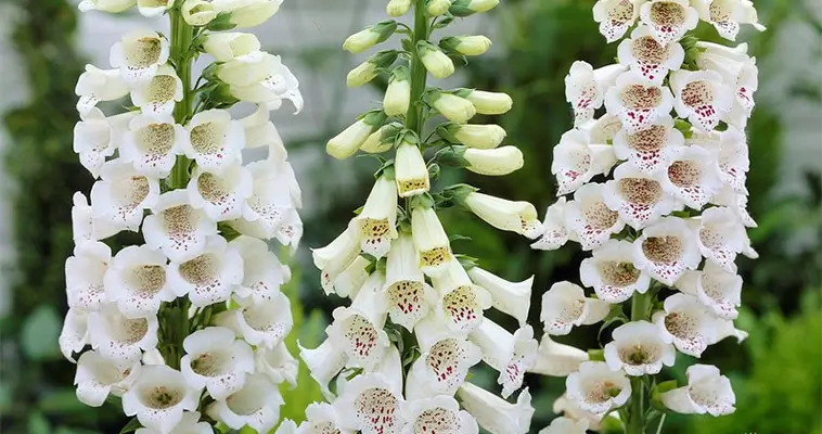 15 vanliga växter i Sverige som är giftiga för hundar: Fingerborgsblomma