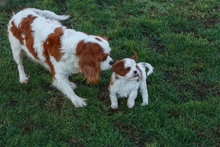 Ny gentest kan ge friskare Cavalier King Charles Spaniel i framtiden