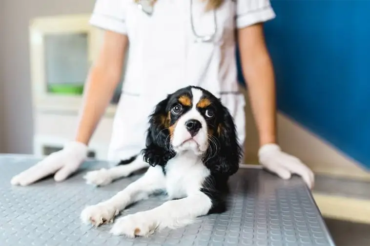 Ny gentest kan ge friskare Cavalier King Charles Spaniel i framtiden