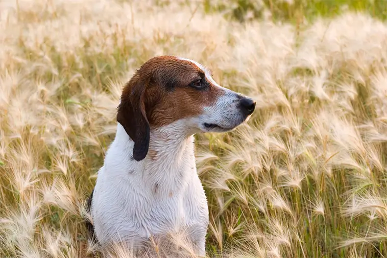 Högsäsong för farliga gräsax – så skyddar du hunden