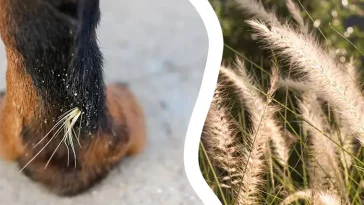 Högsäsong för farliga gräsax – så skyddar du hunden
