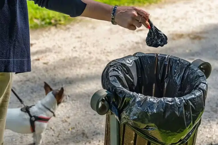 Därför äter vissa hundar bajs – veterinären förklarar varför