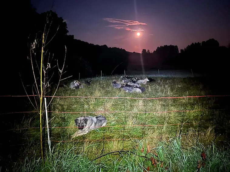 Kangalerna som skyddar gården – sedan de kom har inte ett enda djur försvunnit