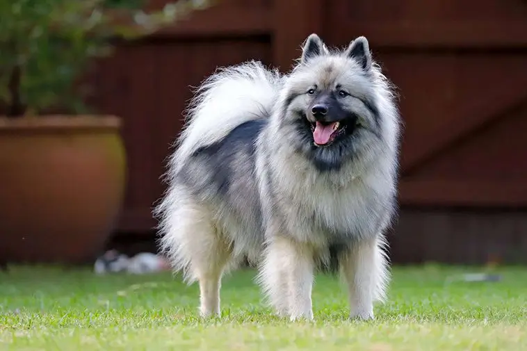 Hundfrisören varnar: Därför ska du inte raka de här 14 hundraserna
