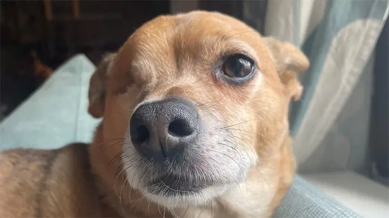 Lös hund attackerade familjehund – Bob gick inte att rädda